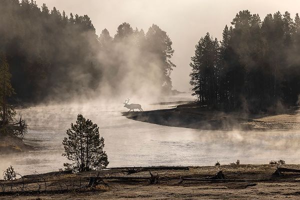 Jones, Adam 아티스트의 Morning mist on Yellowstone River-Yellowstone National Park-Wyoming작품입니다.